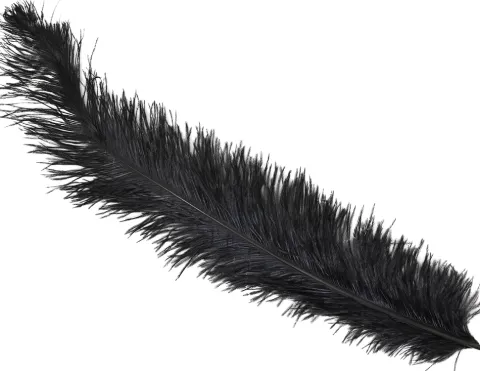 Lange Sorte Strudsefjer – 12 stk 50 cm
