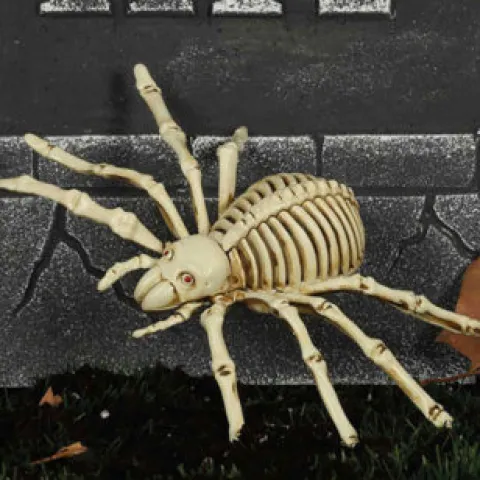 Skelet edderkop
