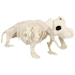 Skelet - Hund