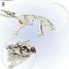 Skelet rotte 38 cm